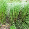 Purple Lovegrass Seeds – Eragrostis Spectabilis Native Love Grass Flower – photo 4