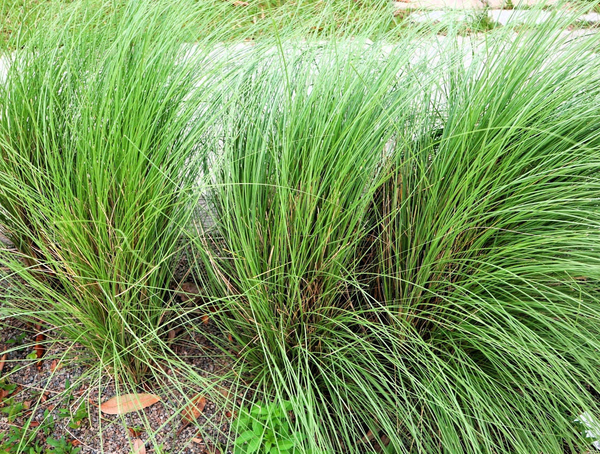 Purple Lovegrass Seeds – Eragrostis Spectabilis Native Love Grass Flower – photo 4