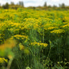 2500 BOUQUET DILL Anethum Graveolens Herb Flower Seeds