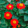 50 RED MEXICAN Torch SUNFLOWER Tithonia Rotundifolia Red Orange Flower Seeds