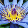 10 BLUE WATER LILY / Lily Pad / Asian Water Lotus / Sacred Egyptian Lotus Nymphaea Caerulea Flower Seeds