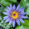 10 BLUE WATER LILY / Lily Pad / Asian Water Lotus / Sacred Egyptian Lotus Nymphaea Caerulea Flower Seeds
