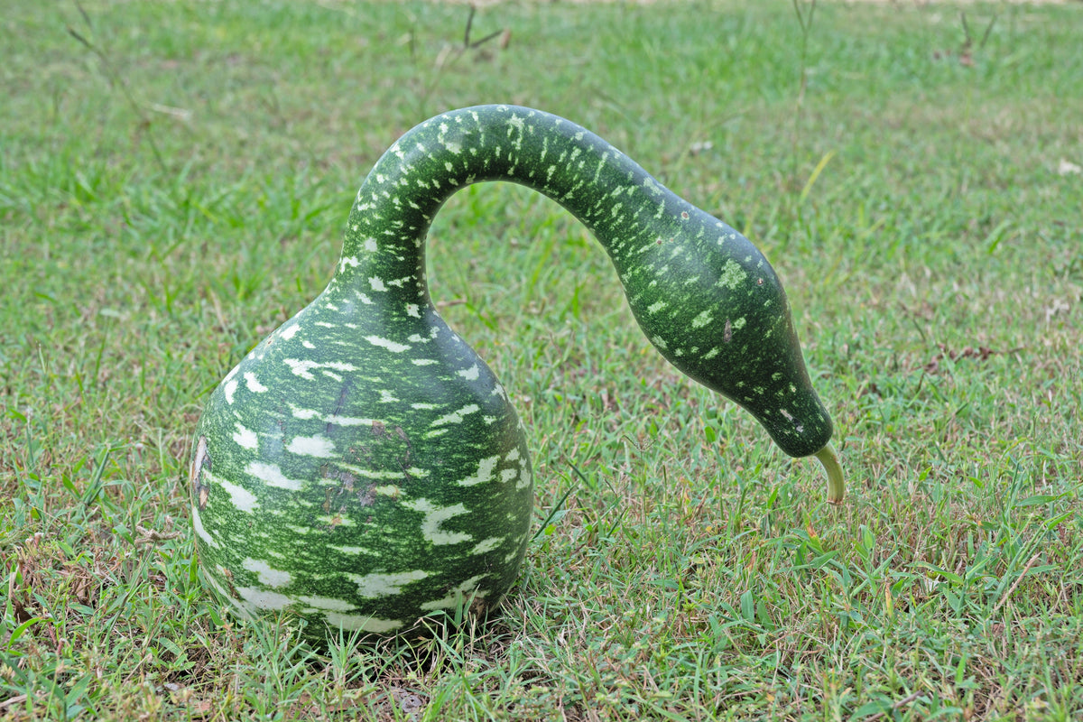 Gooseneck / Bottle / Swan Gourd Lagenaria Siceraria Vine Seeds – photo 6