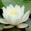 White Water Lily Seeds – / Lily Pad / Sacred Asian Water Lotus Nymphaea Ampla Flower – photo 2
