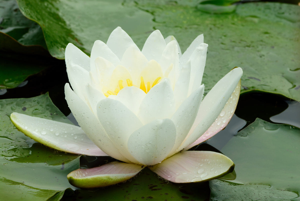 White Water Lily Seeds – / Lily Pad / Sacred Asian Water Lotus Nymphaea Ampla Flower – photo 2