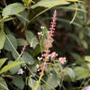100 CANADIAN GERMANDER American Wood Sage Teucrium Canadense Herb Flower Seeds
