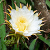 20 WHITE DRAGON FRUIT (Pitaya / Pitahaya / Strawberry Pear) Hylocereus Undatus Cactus Seeds