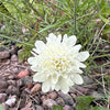 50 FINEST MIXED Colors SCABIOSA (Mourning Bride / Pin Cushion) Scabiosa Atropurpurea Flower Seeds