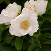 White Japanese Rose Seeds – Rosa Rugosa Alba Bush Rugosa Rose Flower – photo 4