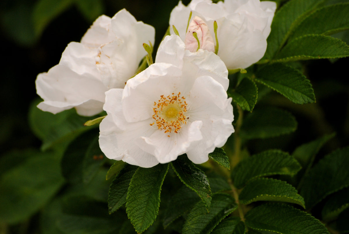 White Japanese Rose Seeds – Rosa Rugosa Alba Bush Rugosa Rose Flower – photo 4