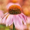 50 PINK BABY CONEFLOWER Echinacea Pallida Flower Seeds