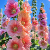 25 PEACH HOLLYHOCK Alcea Rosea Flower Seeds Perennial