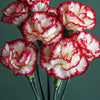 50 Avranchin RED & WHITE CARNATION Dianthus Caryophyllus Chabaud Flower Seeds