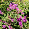 250 PURPLE IRONWEED Prairie Vernonia Fasciculata Flower Seeds