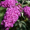 50 VIOLET BUTTERFLY BUSH Buddleja Davidii Purple Flower Seeds