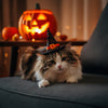 Jack O Lantern Pumpkin Cucurbita Maxima Vegetable Seeds