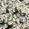 50 WHITE KNIGHT NEMESIA Strumosa Flower Seeds