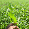 1000 YELLOW MUSTARD Brassica Juncea Vegetable Herb Seeds