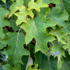40 White OAK LEAF HYDRANGEA Quercifolia Shrub Flower Seeds
