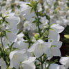 500 White PEACH LEAVED BELLFLOWER Campanula Persicifolia Flower Seeds