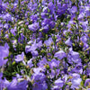 500 TELHAM BEAUTY BELLFLOWER Blue Peach Leaved Campanula Persicifolia Flower Seeds