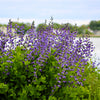 50 BLUE WILD INDIGO (False Indigo) Baptisia Australis Flower Seeds