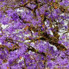 25 BLUE JACARANDA TREE ( Fern Tree / Brazilian Rose Wood / Green Ebony ) Jacaranda Mimosifolia Seeds
