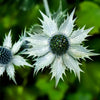 10 Giant SILVER SEA HOLLY Eryngium Giganteum Miss Willmott's Ghost Flower Seeds