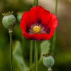 1000 PEPPERBOX POPPY MIX Papaver Somniferum Mixed Colors Red Violet Flower Seeds