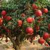 25 POMEGRANATE TREE Punica Granatum Red Fruit Seeds