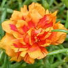 100 Orange PORTULACA MOSS ROSE Portulaca Grandiflora Succulent Flower Seeds