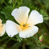 1000 WHITE CALIFORNIA POPPY Eschscholzia Californica Flower Seeds