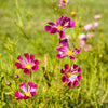 200 COSMOS SEASHELLS Cosmos Bipinnatus Sea Shells Flower Seeds
