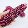 35 BLOODY BUTCHER Red CORN Edible & Ornamental Heirloom Zea Mays Vegetable Seeds