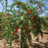 100 HIMALAYAN Tibetan GOJI BERRY Fruit Wolfberry Bush Lycium Barbarum Seeds