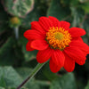 50 RED MEXICAN Torch SUNFLOWER Tithonia Rotundifolia Red Orange Flower Seeds