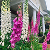 Foxglove Excelsior Mix Seeds – Digitalis Purpurea Mixed Colors Flower – photo 12
