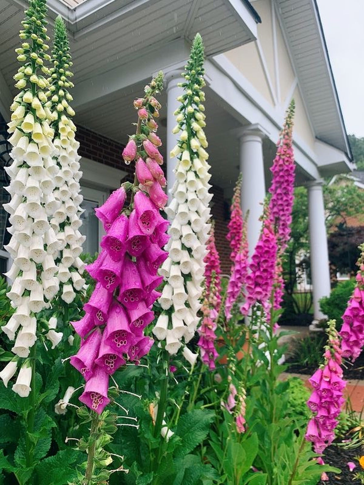 Foxglove Excelsior Mix Seeds – Digitalis Purpurea Mixed Colors Flower – photo 12