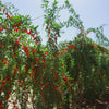 100 HIMALAYAN Tibetan GOJI BERRY Fruit Wolfberry Bush Lycium Barbarum Seeds