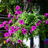 Mixed Laura Bush Petunia Seeds – Violacea Integrifolia Pink Purple Trumpet Flower – photo 7