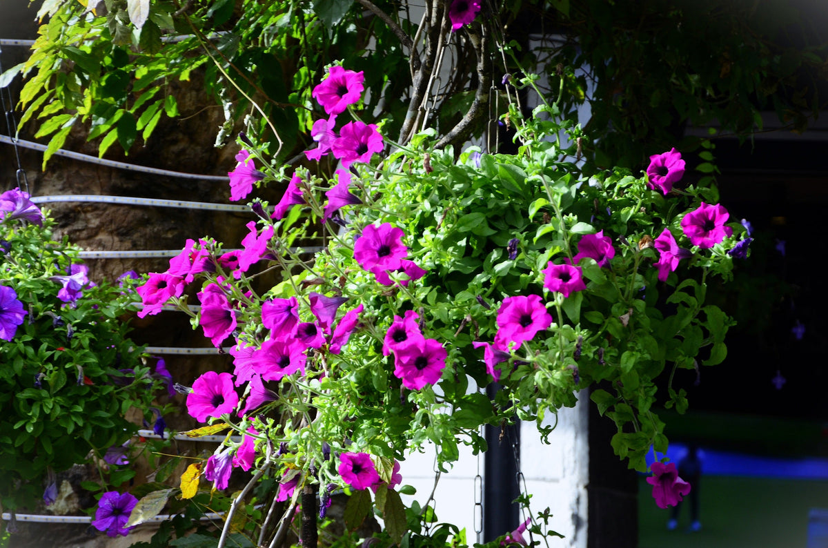 Mixed Laura Bush Petunia Seeds – Violacea Integrifolia Pink Purple Trumpet Flower – photo 7