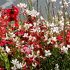 100 White GAURA WHIRLING BUTTERFLIES Gaura Lindheimeri Flower Seeds