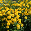 50 SUMMER SUN SUNDROPS Yellow Heliopsis Scabra False Sunflower Flower Seeds
