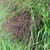 1000 SWITCHGRASS Tall Panic Switch Grass Panicum Virgatum Red Flower Seeds