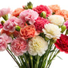 Mixed Carnation / Double Dianthus Chinensis Flower Seeds