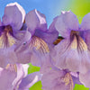 400 Royal PAULOWNIA EMPRESS TREE Tomentosa Flower Seeds