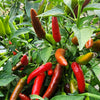 50 TABASCO PEPPER Hot Red Capsicum Fruitescens Vegetable Seeds