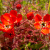 10 CARNIVOROUS SUNDEW PLANT Drosera Flower Seeds