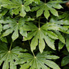 10 JAPANESE FATSI Shrub Flower Paperplant Fatsia Aralia Japonica Seeds