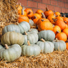 15 JARRAHDALE GREEN PUMPKIN Jarradale Blue Grey Cucurbita Maxima Vegetable Seeds
